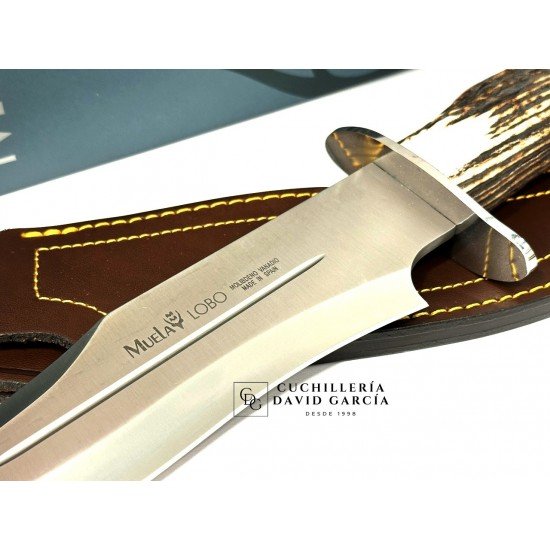 Muela Lobo-23S Asta de Ciervo con Roseta