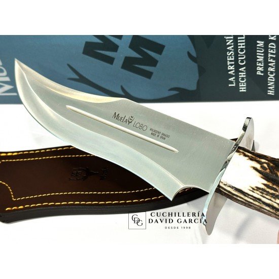 Muela Lobo-23S Asta de Ciervo con Roseta