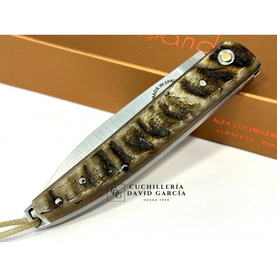 Salamandra  Asta de Carnero 100425